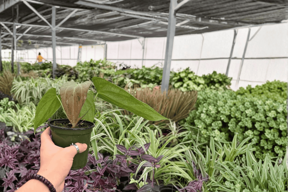 Anthurium Red Sinus x Hulk Hybrid - 2 Live Plants in 4-Inch Pots
