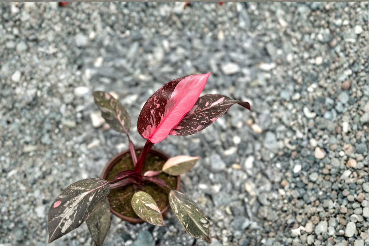 Pink Princess Philodendron Tissue Culture Starter Plant - Variegated Philodendron erubescens