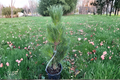 Baker Street Broom Japanese Black Pine (Pinus thunbergii) 12-Inch Live Plant in 1-Gallon Pot