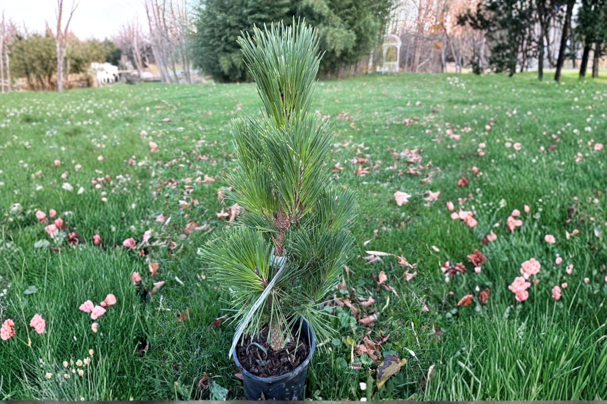 Baker Street Broom Japanese Black Pine (Pinus thunbergii) 12-Inch Live Plant in 1-Gallon Pot