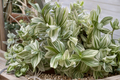 Tradescantia Pistachio White Live Plant - 3.5-Inch Pot