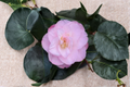 Camellia japonica ‘Dr. Tinsley’ Live Plant – 1 Gallon Pot, Pink Bloom, Evergreen Shrub