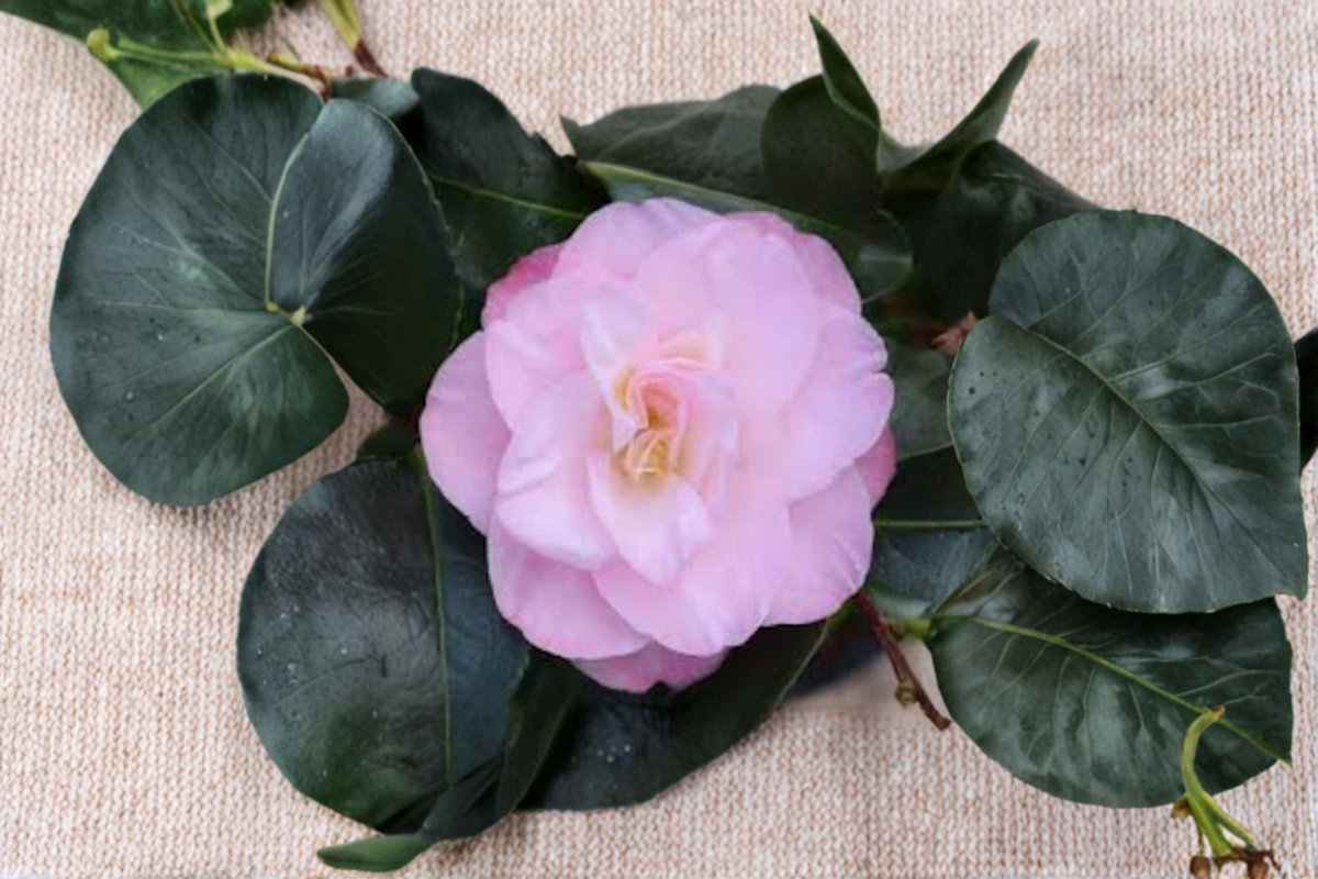 Camellia japonica ‘Dr. Tinsley’ Live Plant – 1 Gallon Pot, Pink Bloom, Evergreen Shrub