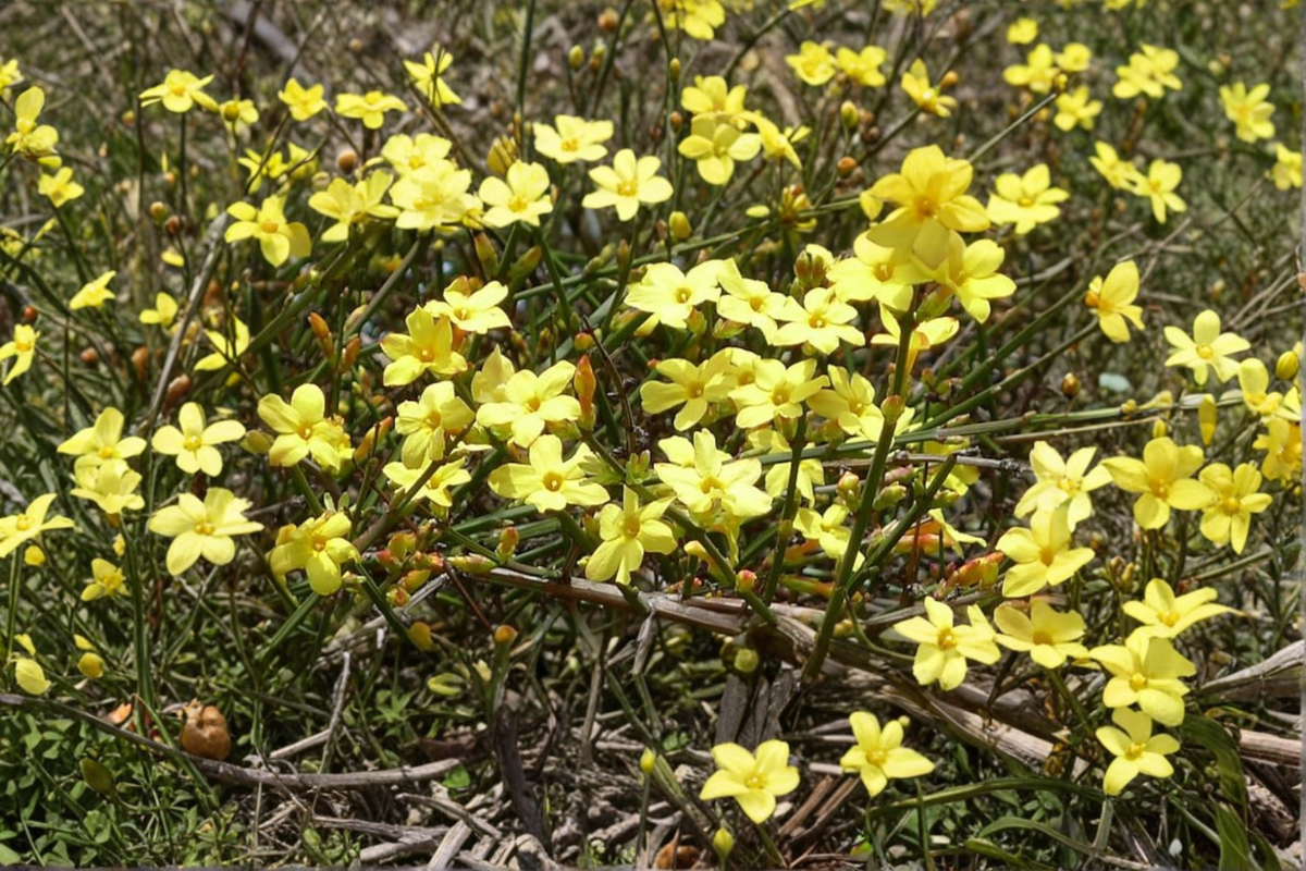 Winter Jasmine Jasminum nudiflorum 3 Gallon Live Plant - Yellow Winter Flowers Vine/Shrub