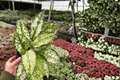 Aglaonema 'Wintery Winehouse' Live Plants – 2 in 4-Inch Pots