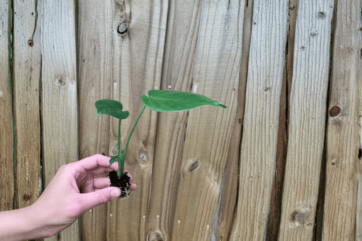 Monstera deliciosa Swiss Cheese Plant - 2 Live Starter Plants Bare Root