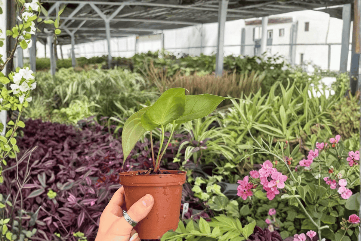 Anthurium Hoffmannii × Green Mamba - 2 Live Plants in 4-Inch Pots