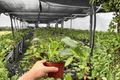 Philodendron Glad Hands - 2 Bare-Root Live Plants in 4-Inch Pots