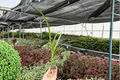 Agapanthus Storm Cloud Starter Plants (2) – Bare Root, 2-Inch Pots, Storm Cloud