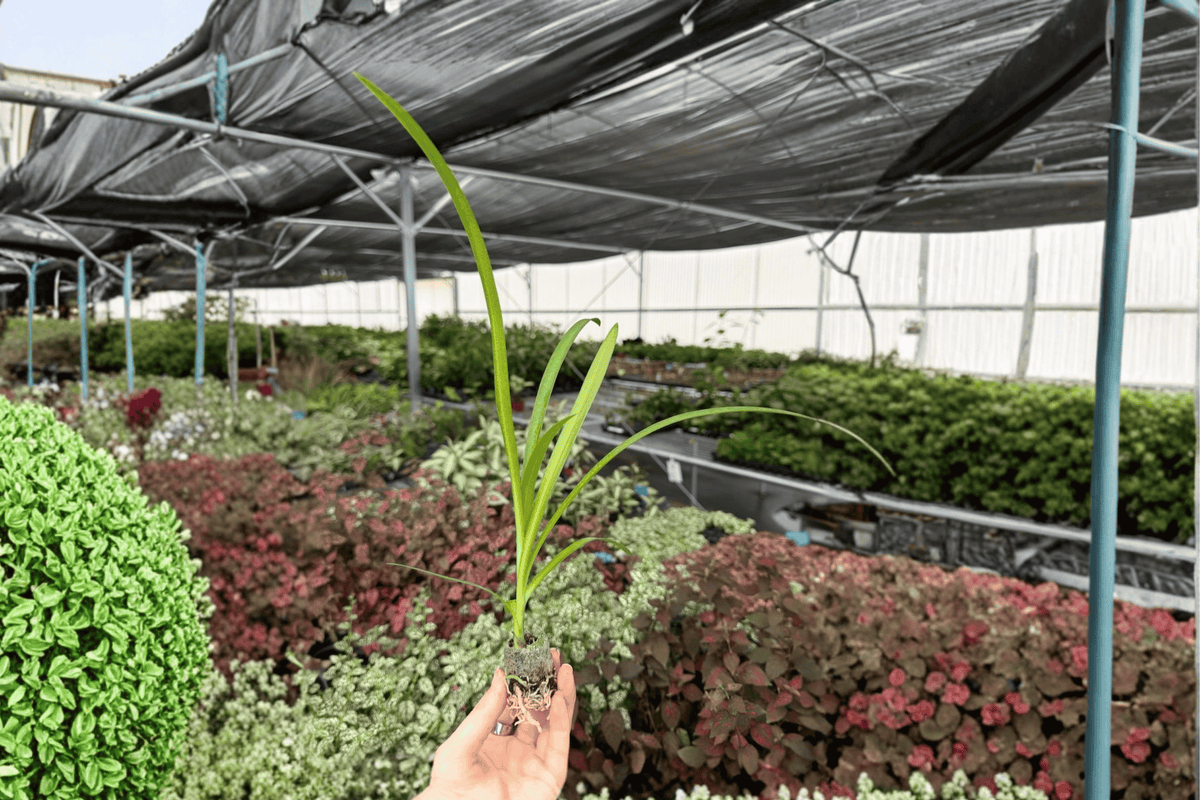 Agapanthus Storm Cloud Starter Plants (2) – Bare Root, 2-Inch Pots, Storm Cloud