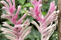 Pink Beauty Kangaroo Paw Anigozanthos ‘Pink Beauty’ – 1 Gallon Live Plant