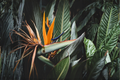 Orange Bird of Paradise Strelitzia reginae Live Plant in 4-Inch Pot