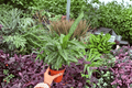 Calathea Vittata Goeppertia elliptica ‘Vittata’ - 2 Live Plants, 4-Inch Pots