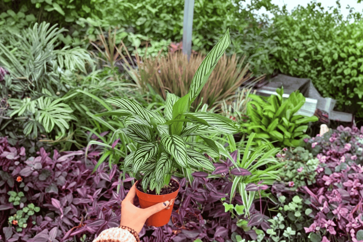 Calathea Vittata Goeppertia elliptica ‘Vittata’ - 2 Live Plants, 4-Inch Pots