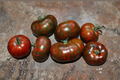Chocolate Stripe Tomato Seeds - Heirloom Solanum lycopersicum, 10 Seeds USA Grown