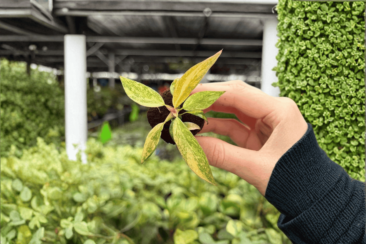 Philodendron Orange Princess Starter Plants (2) – Live Plug Plugs, Exact Plants