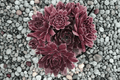 Chick Charms Chocolate Kiss Hens and Chicks Sempervivum - 4-Inch Live Plant