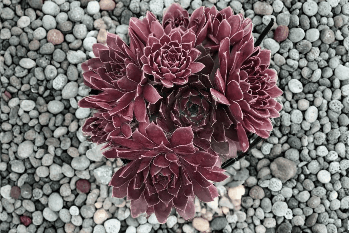 Chick Charms Chocolate Kiss Hens and Chicks Sempervivum - 4-Inch Live Plant
