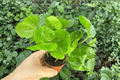 Arabica Coffee Coffea arabica - 2 Live Starter Plants (Bare Root, 2-Inch)