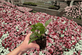 Pilea cadierei Aluminum Plant Starter Live Bare Root - 2 Plants