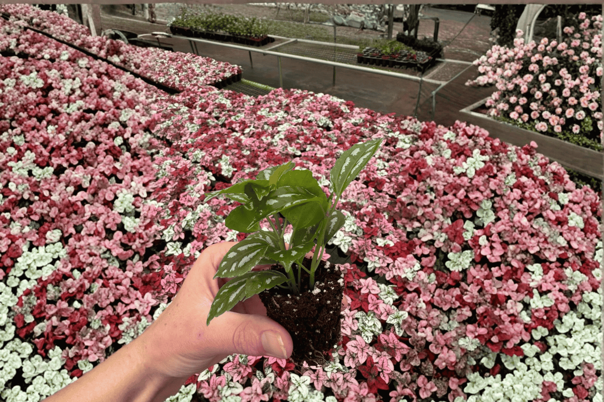 Pilea cadierei Aluminum Plant Starter Live Bare Root - 2 Plants