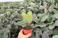 Anthurium Xone × Dressleri - 2 Bare Root Live Plants, 4-Inch Pot Size (Exact Plants pictured)