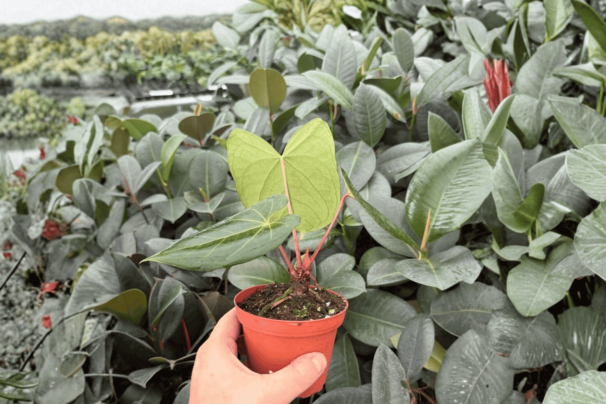 Anthurium Xone × Dressleri - 2 Bare Root Live Plants, 4-Inch Pot Size (Exact Plants pictured)