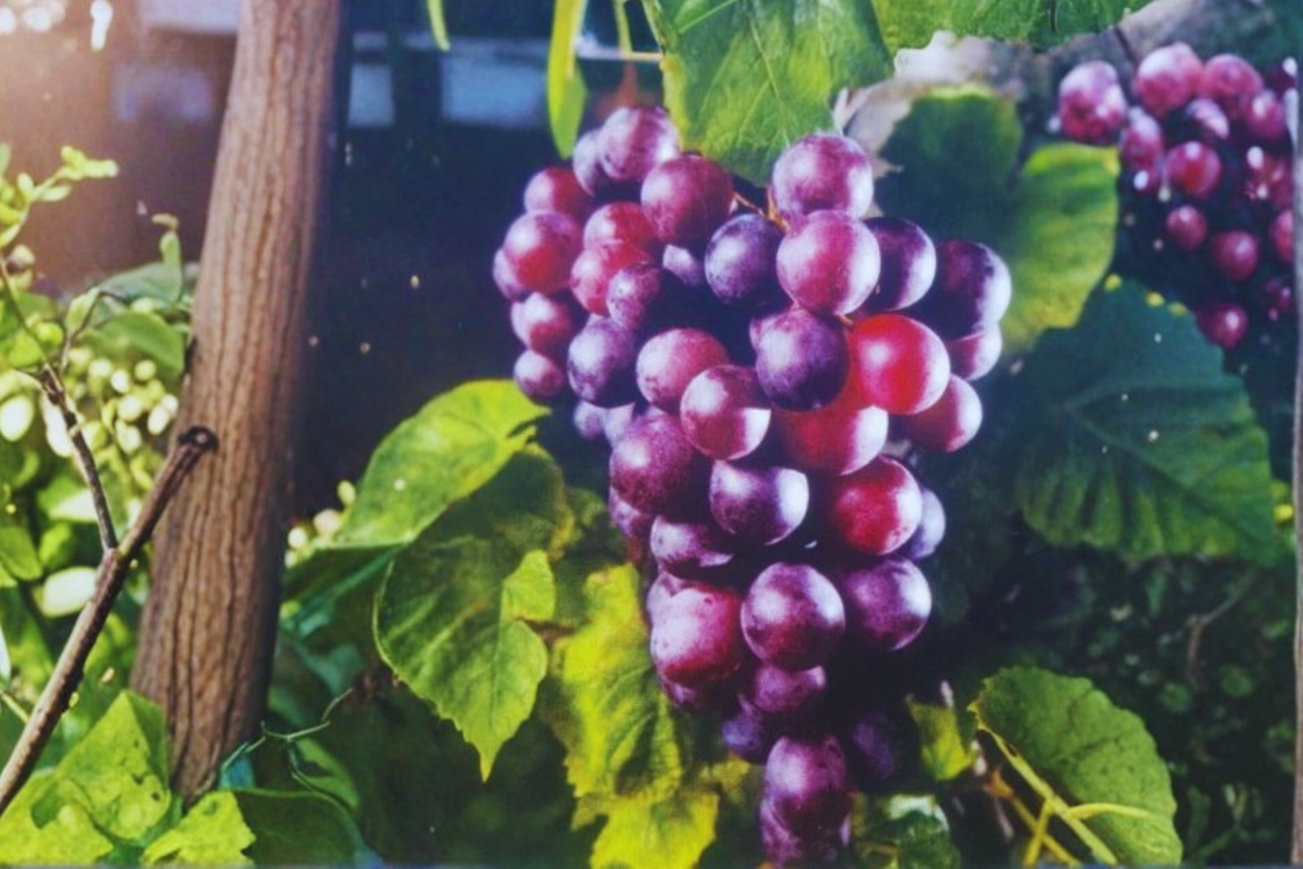 Black Fry Muscadine Grape Vine - 1 Gal Live Plant, Vitis rotundifolia