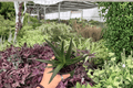 Aloe Black Gem (2 Live Plants) in 4-Inch Pots | Exact Plants