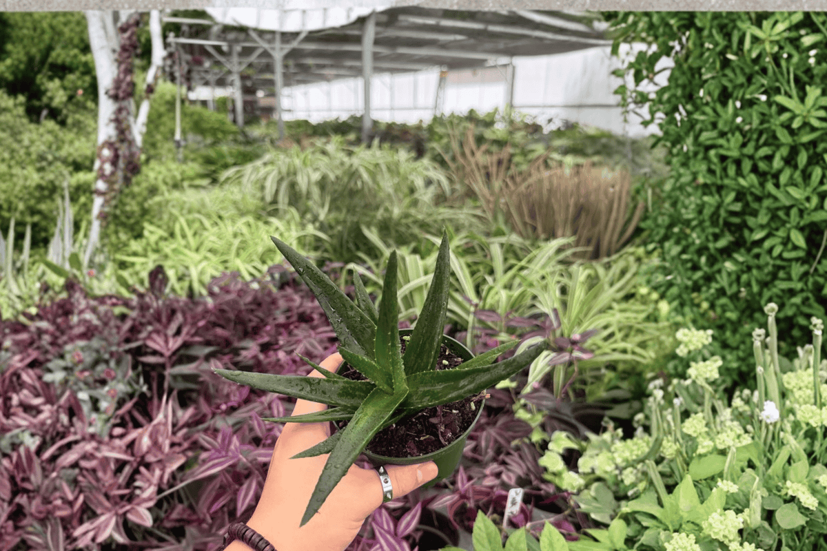 Aloe Black Gem (2 Live Plants) in 4-Inch Pots | Exact Plants