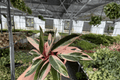Stromanthe Triostar Live Plants – 2 × 4-Inch Pots | Stromanthe sanguinea 'Triostar' (Starter Plants)