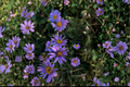 Woods Purple Aster Symphyotrichum 'Woods Purple' Live Starter Plant