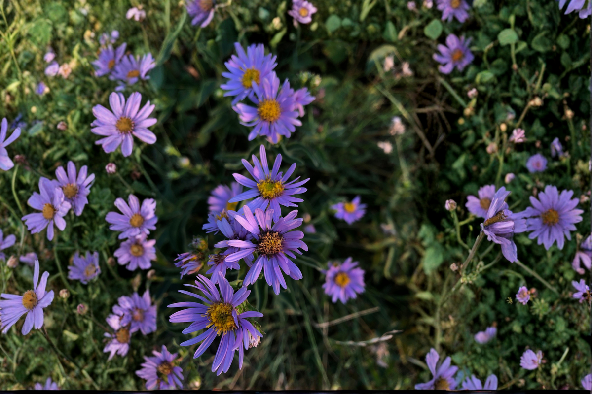 Woods Purple Aster Symphyotrichum 'Woods Purple' Live Starter Plant