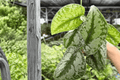 Scindapsus Exotica (Exotica Pictus) 2 Live Plants - 4-Inch Pots