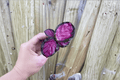 Calathea Crimson Starter Plants (2) Bare Root | Goeppertia 'Crimson' Tropical Foliage