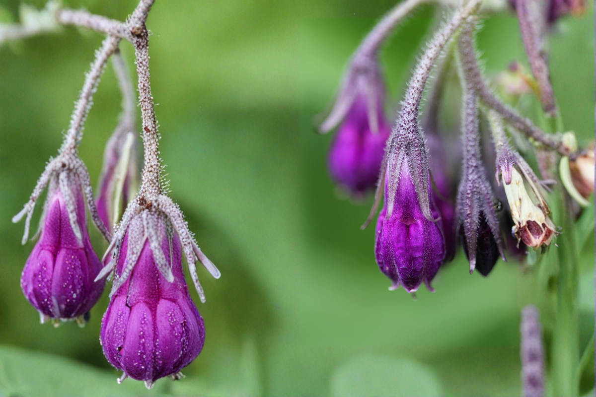 Russian Comfrey Bocking 14 Crown Cutting – 1 Live Root Cutting