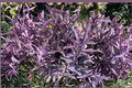 Purple Heart Plant Propagation Cuttings - 6 Unrooted Tradescantia pallida