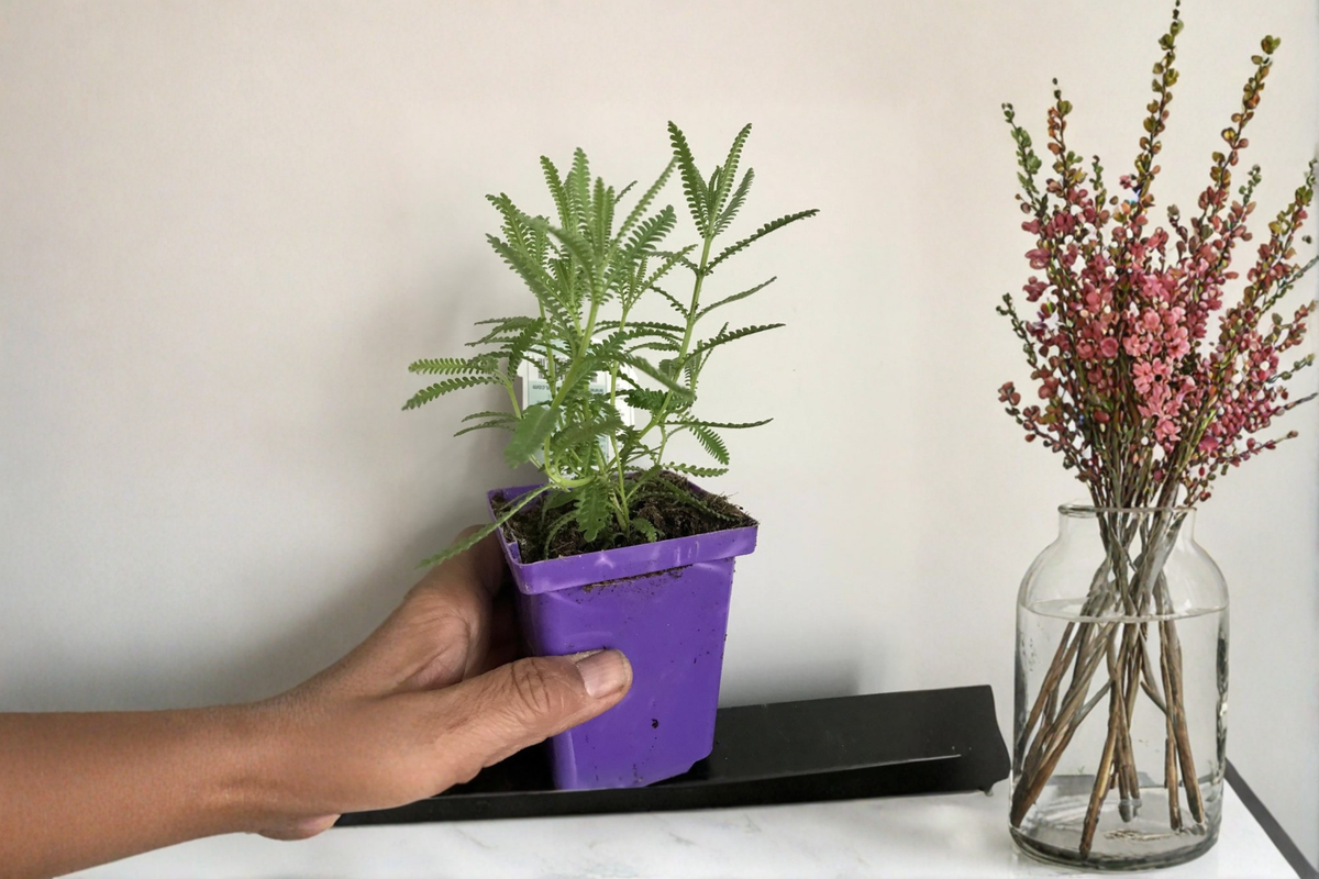 French Lavender (Lavandula multifida) Rooted Live Plant - 5 to 8 Inches tall