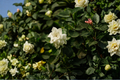 Veitchii Gardenia Live Starter Plant | Gardenia jasminoides 'Veitchii' – Double White Fragrant Flowers
