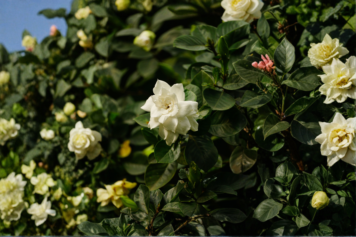 Veitchii Gardenia Live Starter Plant | Gardenia jasminoides 'Veitchii' – Double White Fragrant Flowers
