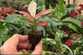 Aglaonema Sunrise Red Starter Live Plants – 2 Pot (2 Count)