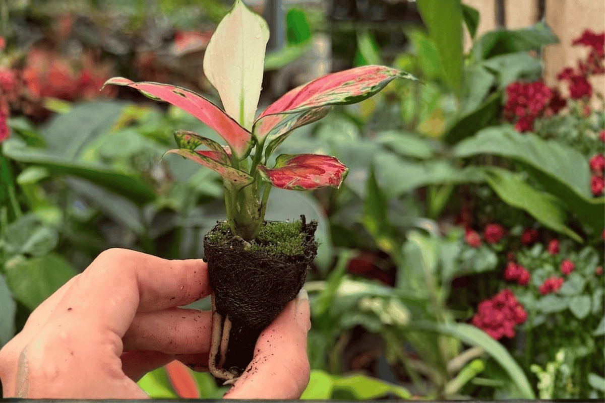 Aglaonema Sunrise Red Starter Live Plants – 2 Pot (2 Count)