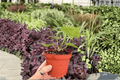 Anthurium Silver Red x Magnificum - 2 Live Plants in 4-Inch Pots (Exact Plants)