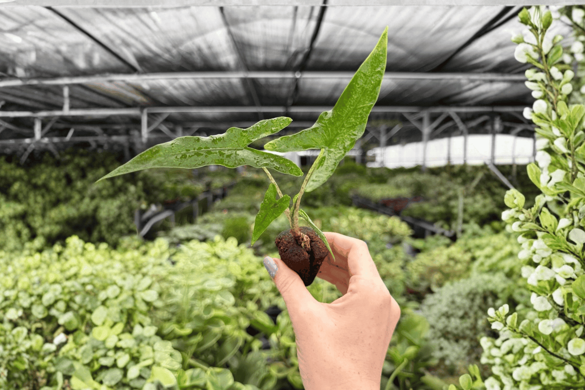 Alocasia Sabrina Narrow Starter Plants - 2 Live Exact Plants