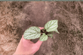 Begonia U309 Starter Plants (2) Bare Root | Tropical Foliage