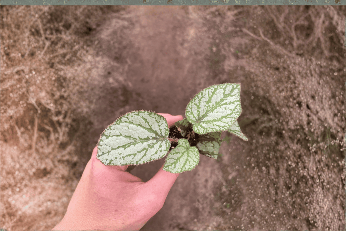 Begonia U309 Starter Plants (2) Bare Root | Tropical Foliage