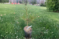 Great Wall Lacebark Pine Pinus bungeana ‘Great Wall’ - 12 Inch Live Plant in 1-Gallon Pot