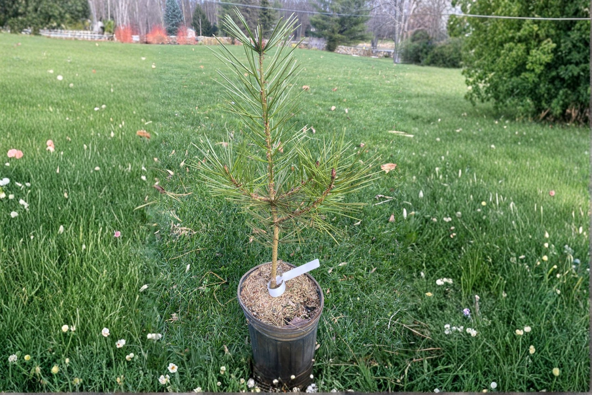 Great Wall Lacebark Pine Pinus bungeana ‘Great Wall’ - 12 Inch Live Plant in 1-Gallon Pot