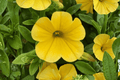 Calibrachoa MiniFamous Uno Yellow Million Bells 4" Pot - 1 Live Plant