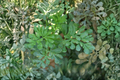Rue (Ruda) Live Herb Plant in 3.5-Inch Pot - Ruta graveolens